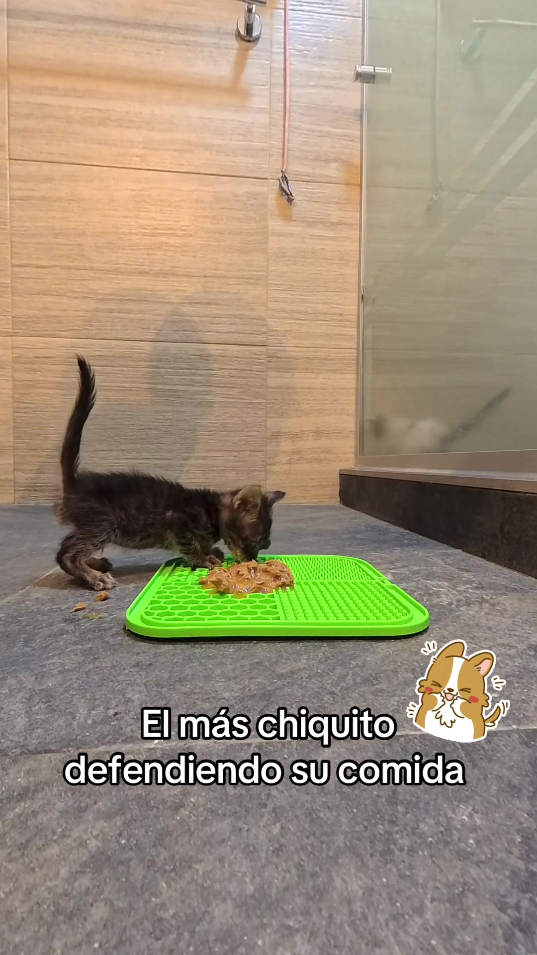 @Cosas de mis gatos 🐱
