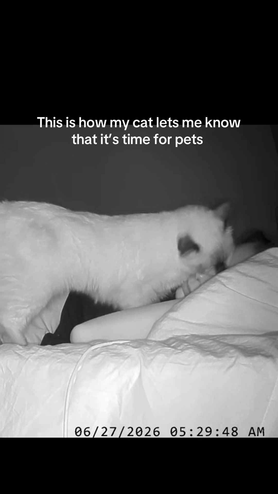 @kusya.the.cat
