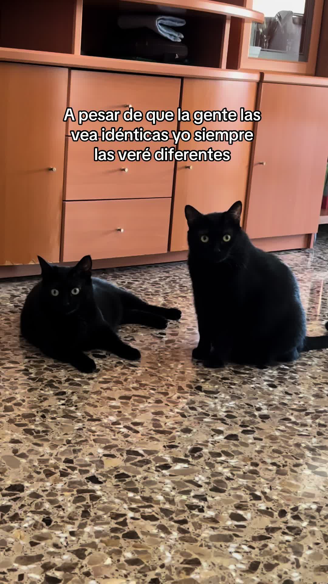 @BlackCatsMatter
