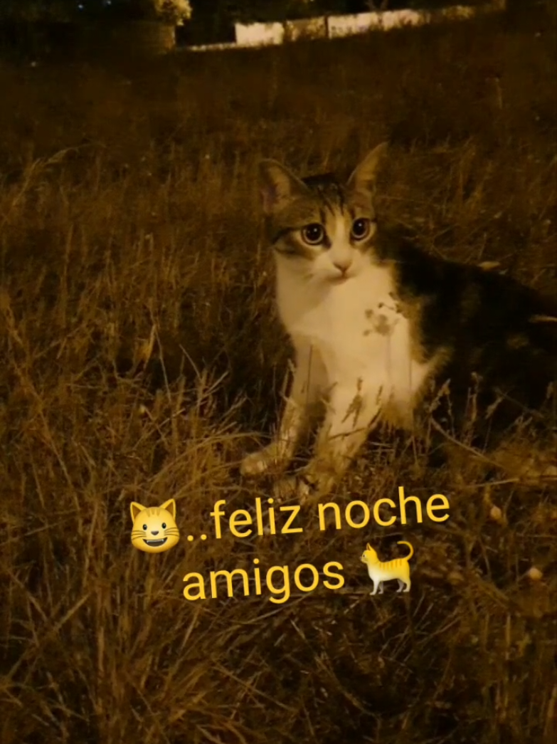 @nikii