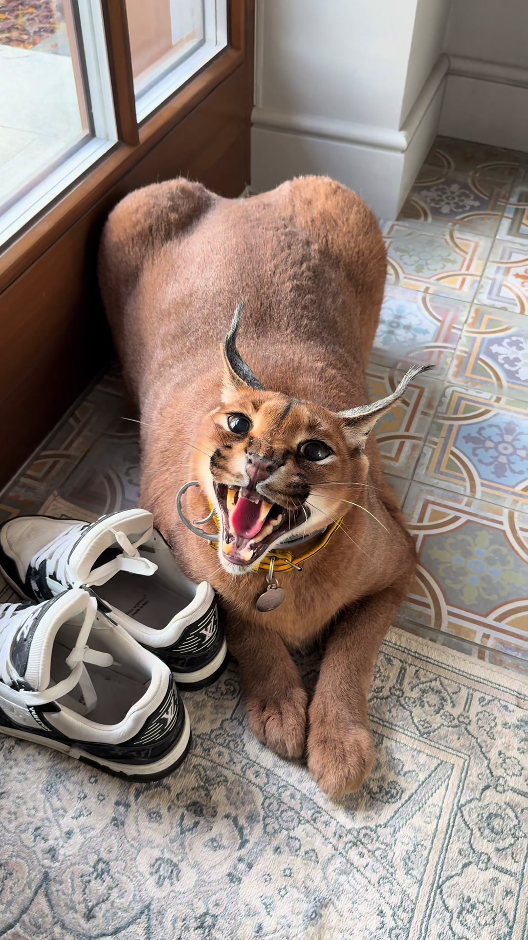 @Pumba Caracal