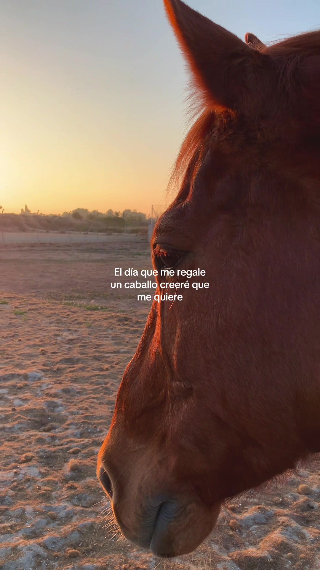 @MyHorse