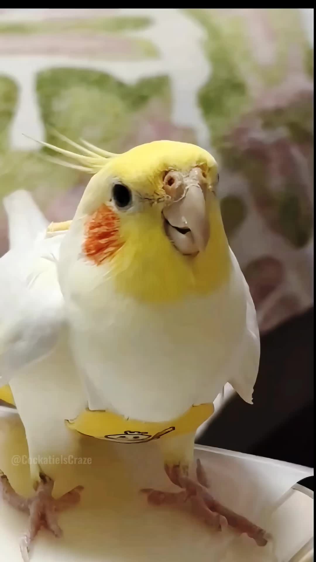 @Cockatiels Craze