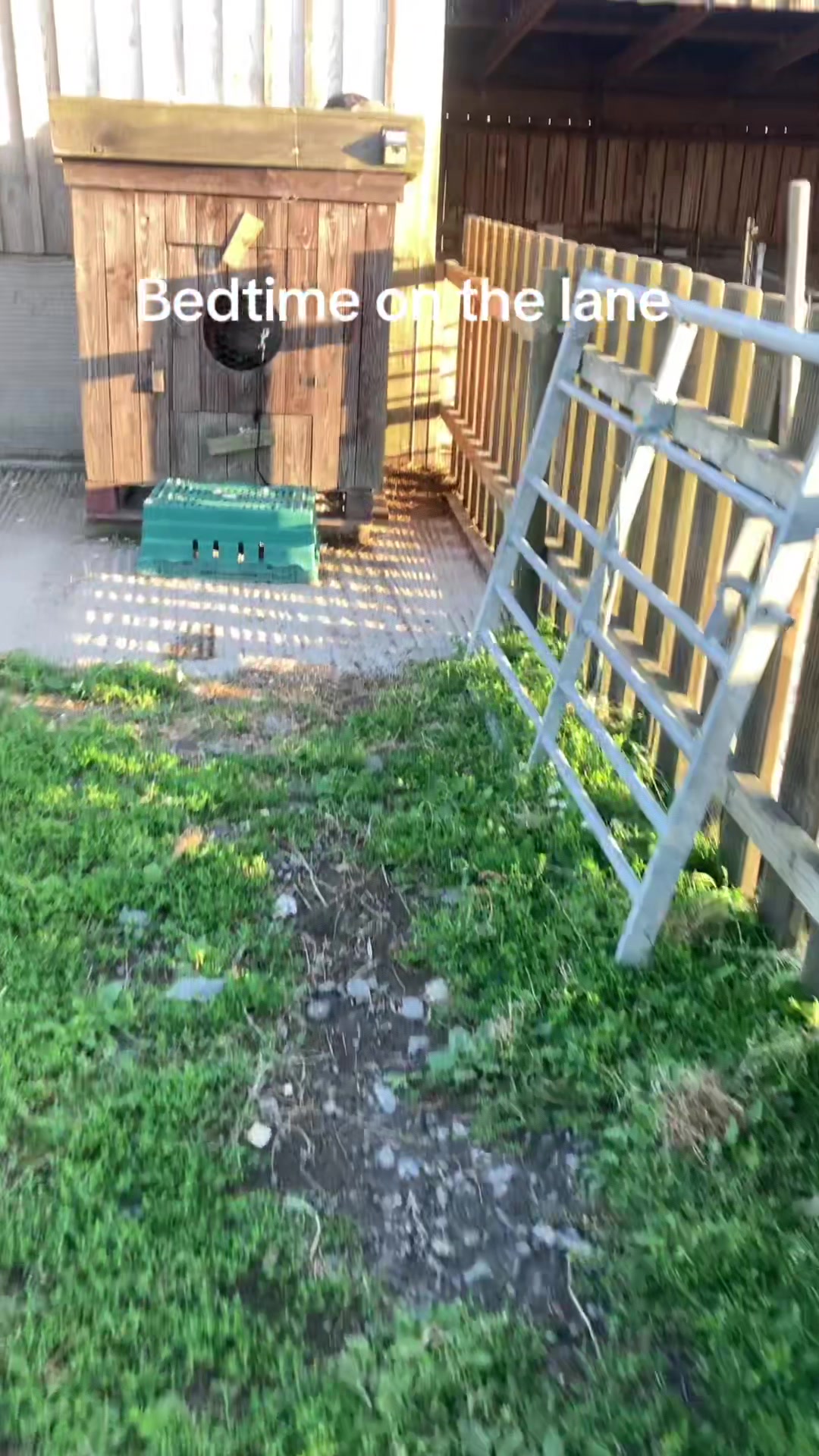 @Willowlanealpacas