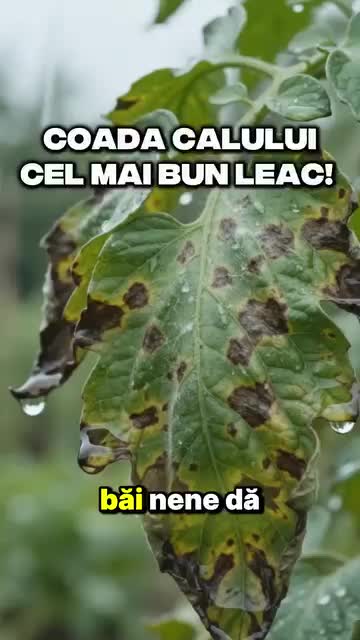 @Maryanna