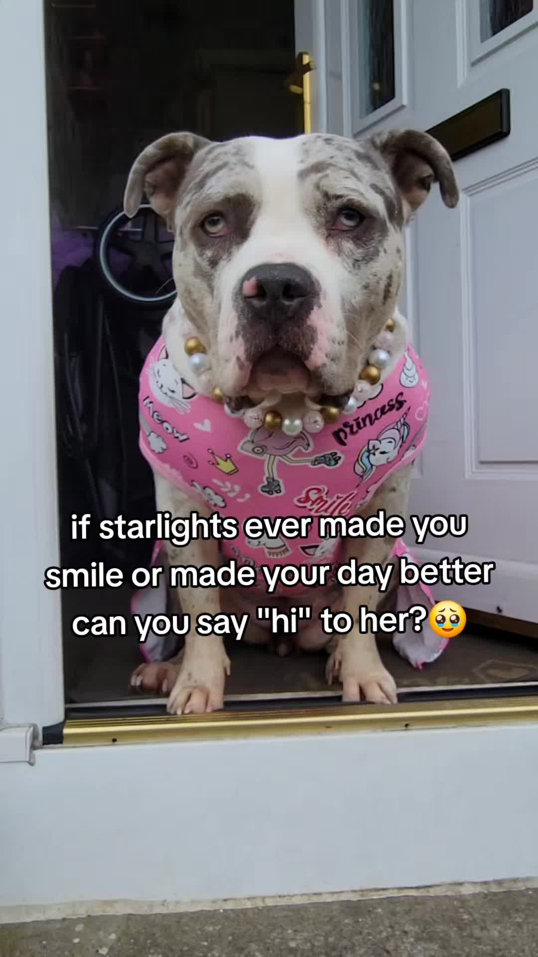 @kirsty+starlight the xl bully