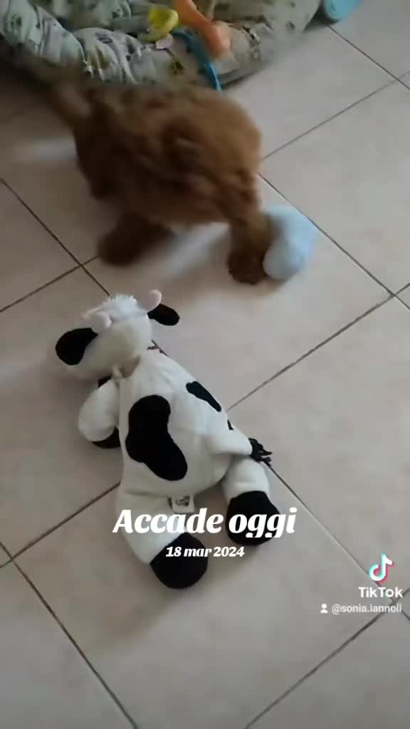 @Magic♥️Pets