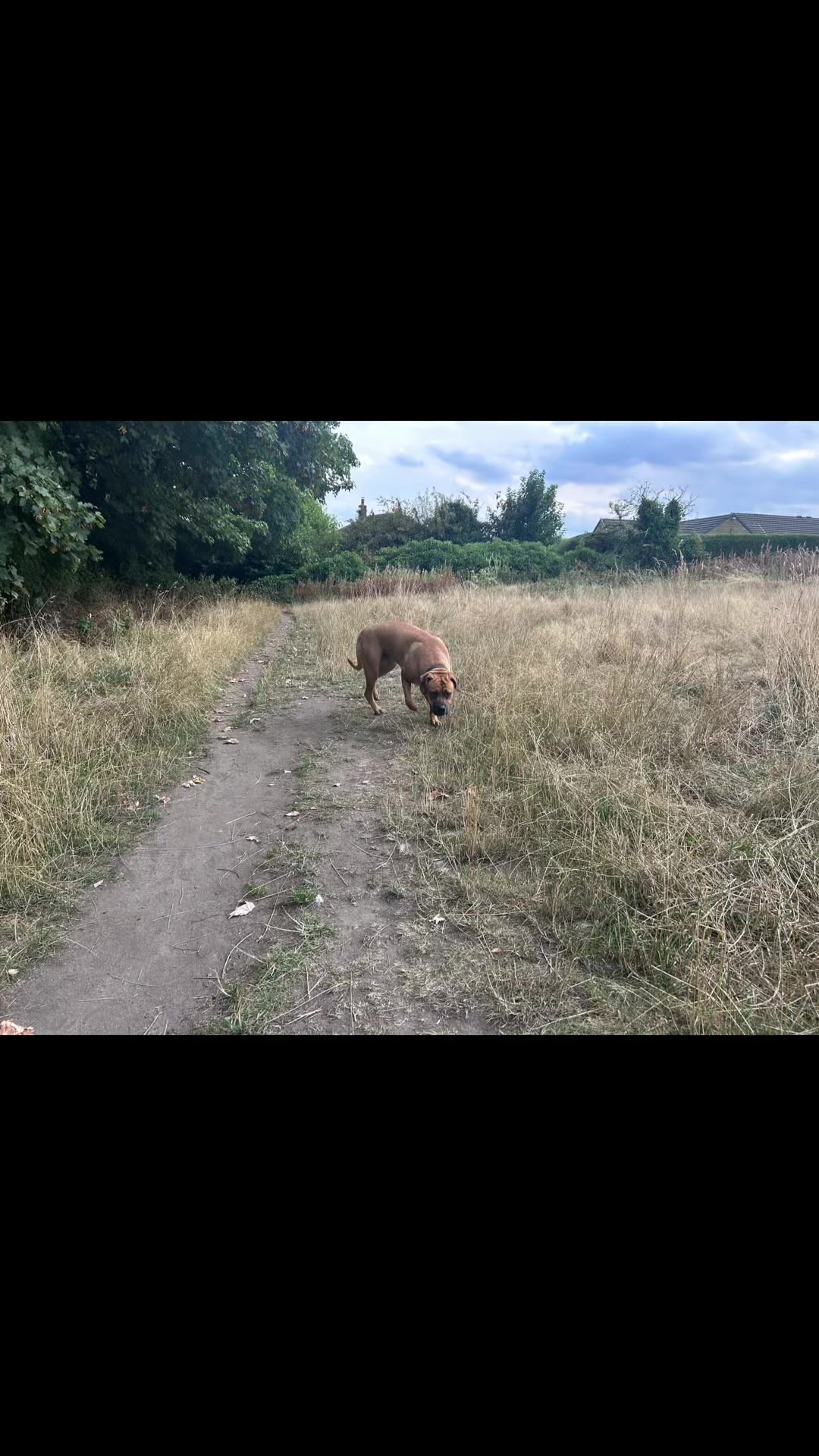 @💕Sara💕 SpartanMastiffs💕