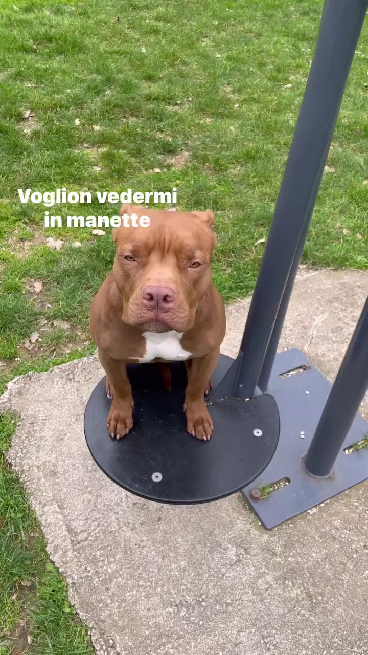 @Ghighi