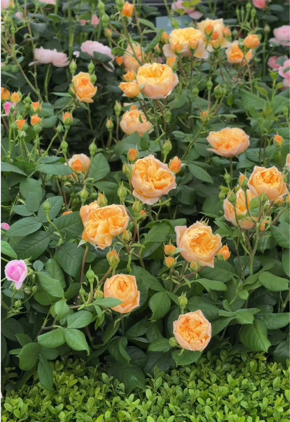 @David Austin Roses