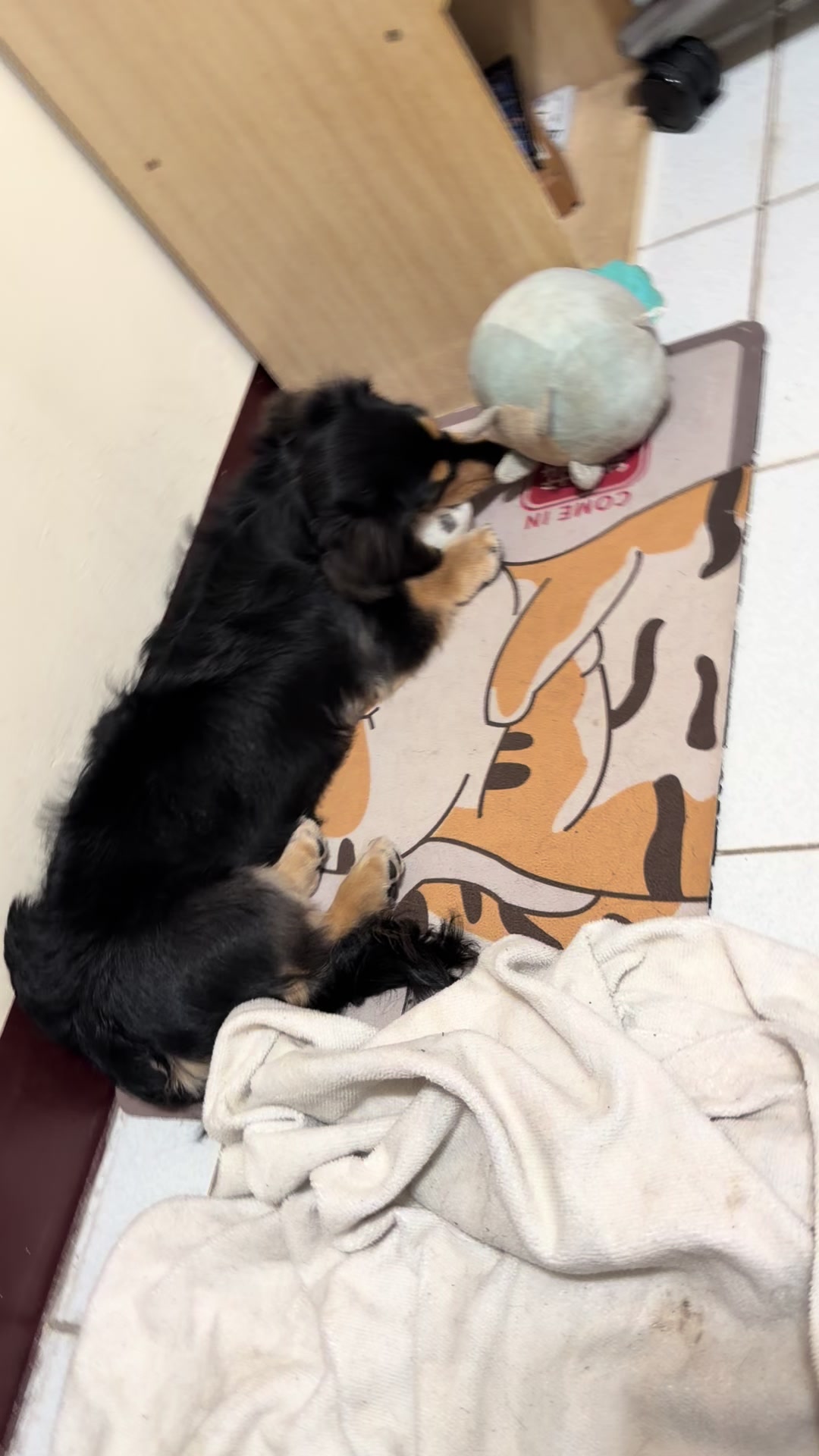 @布丁emma🐾曼珠沙華