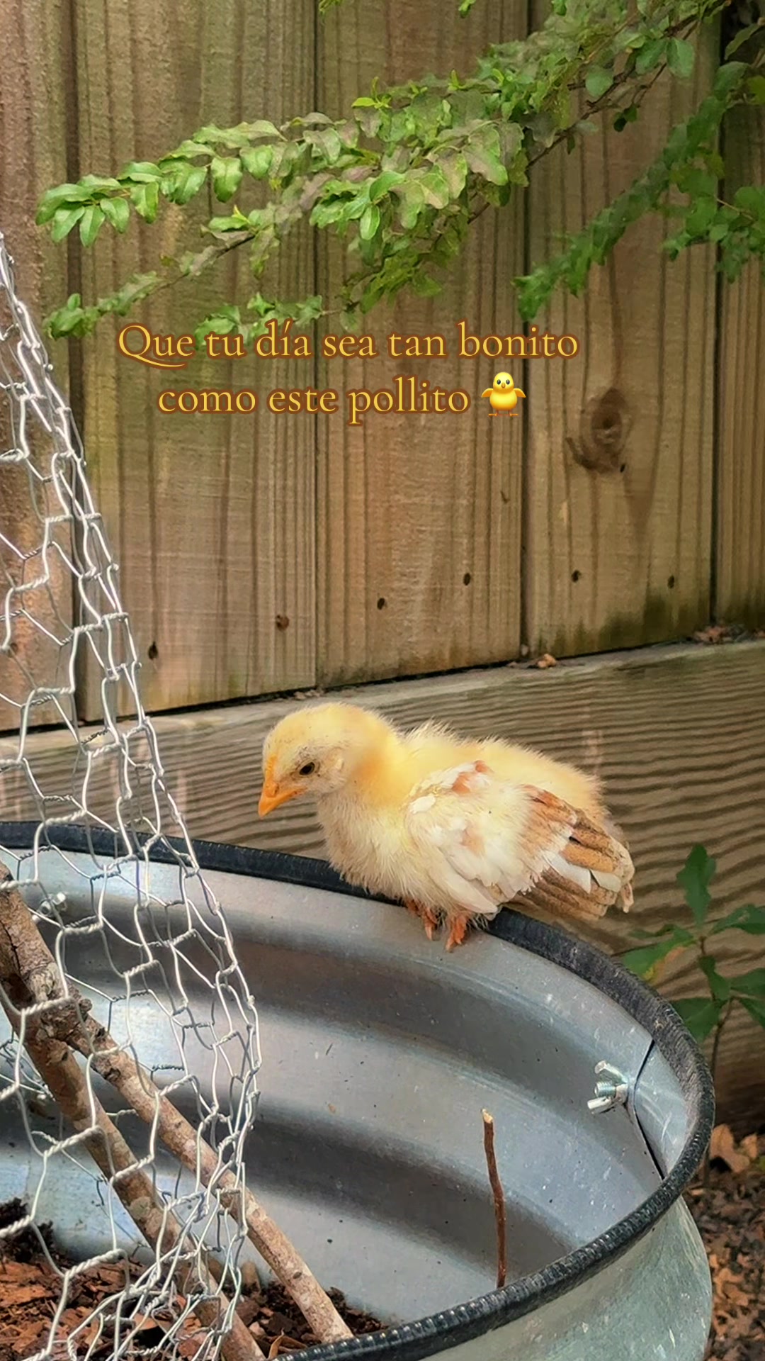 @💋La Imee 💋