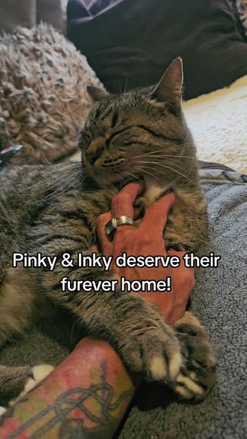 @Angie 🇨🇦