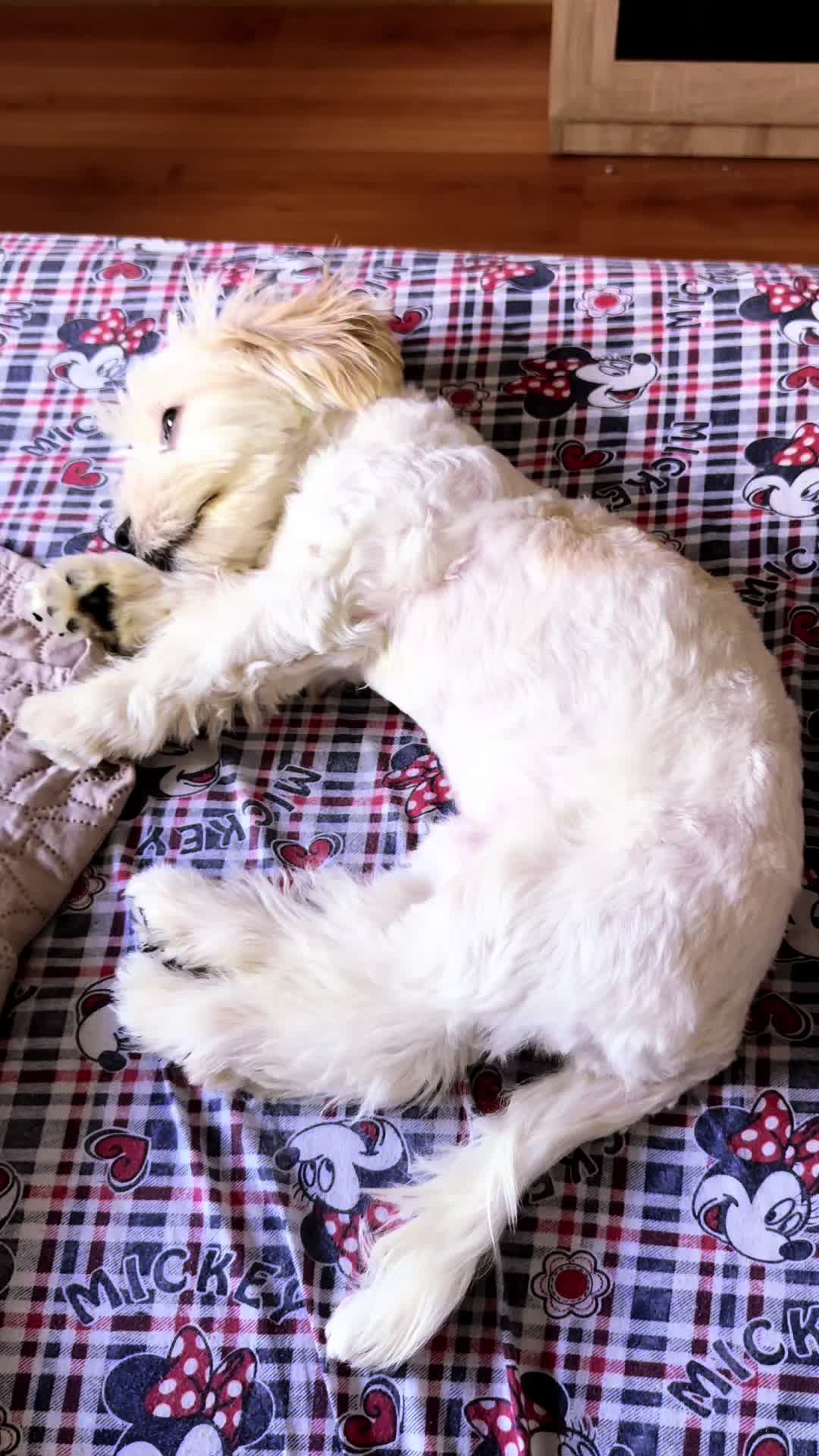 @Puppy 🐶