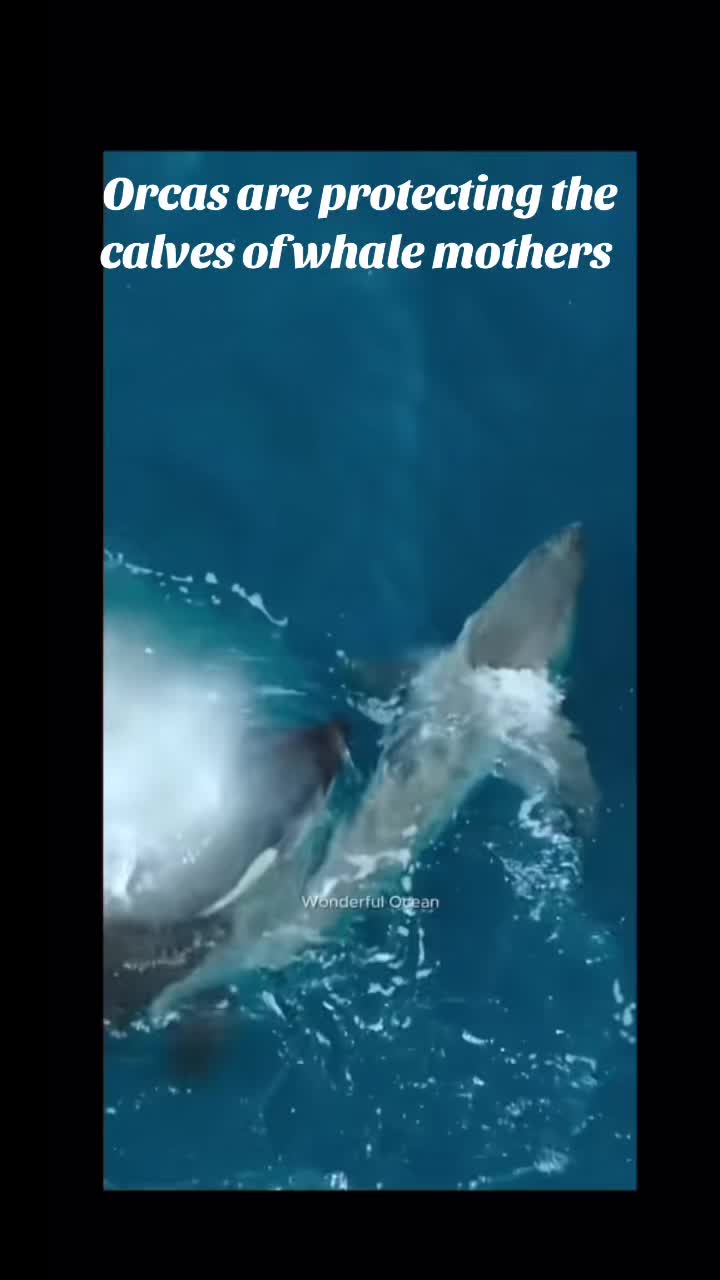 @Animal Antics