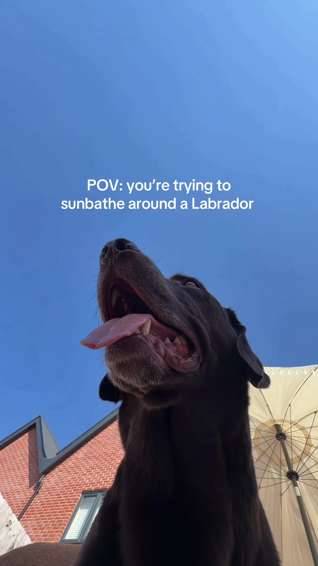 @The Labrador Buddy
