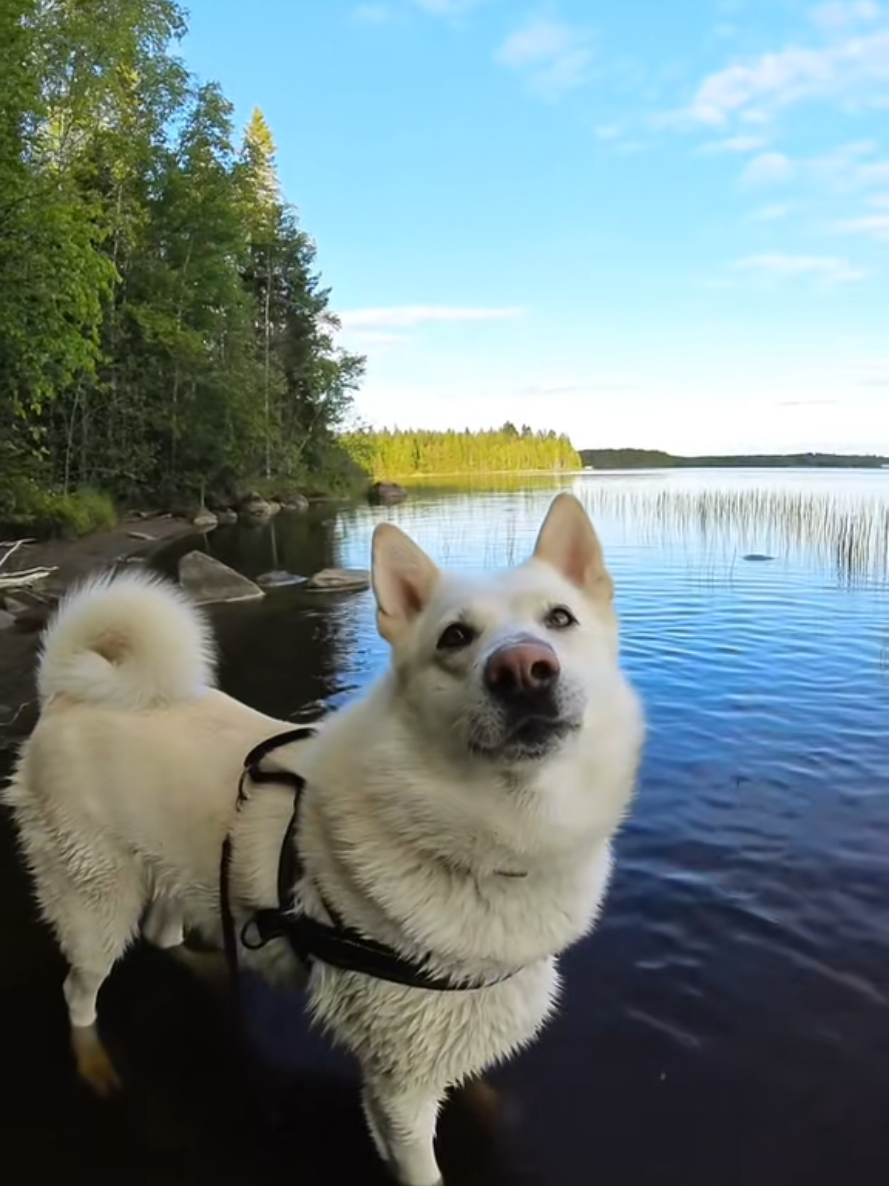 @PawPrintLifestyle 🐾🇫🇮