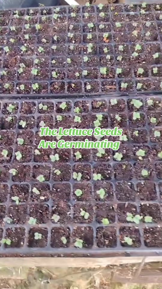 @Ripteez_Farm