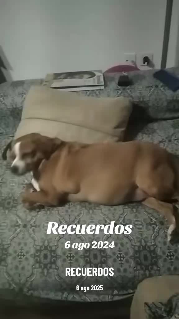 @roqueelser