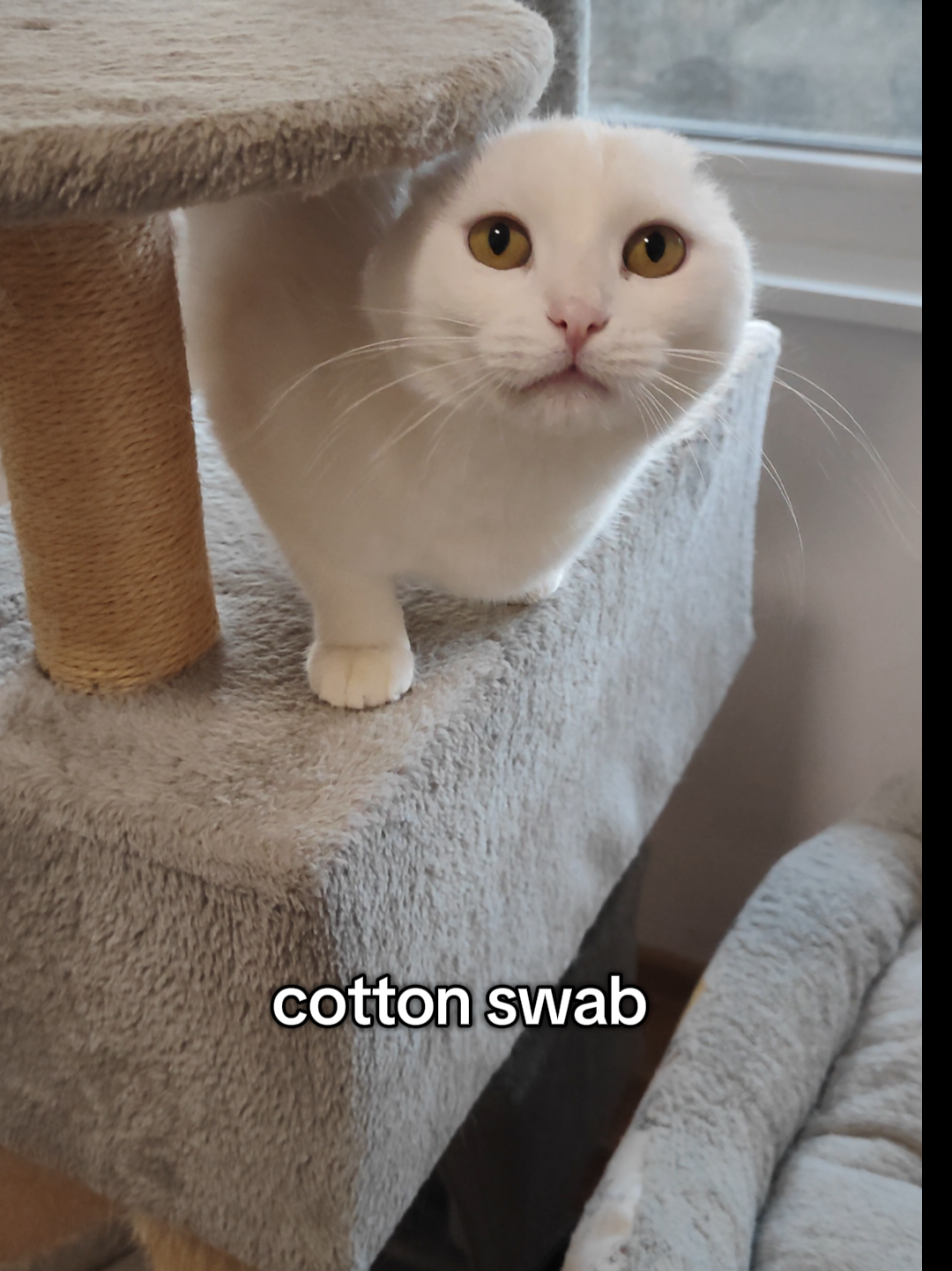 @Fluffy and Pixie