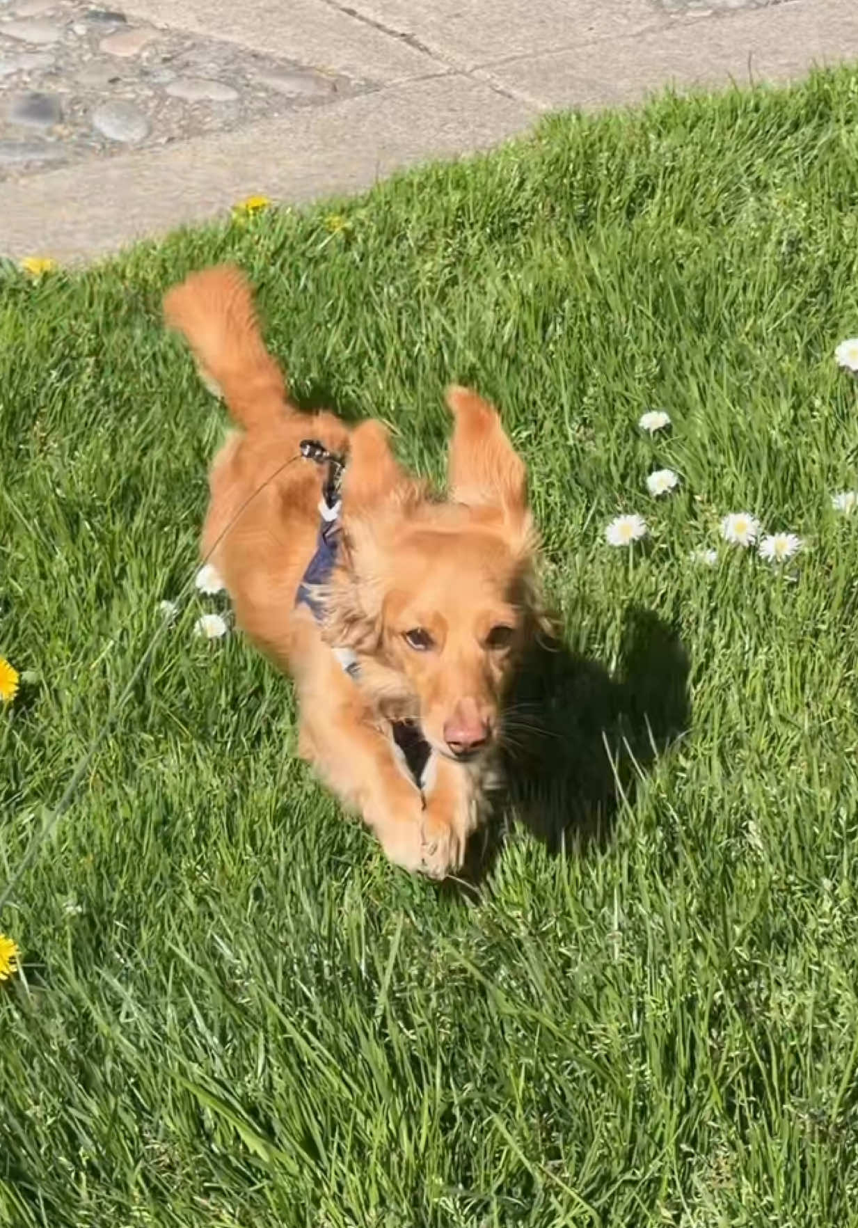 @cashewdachshund