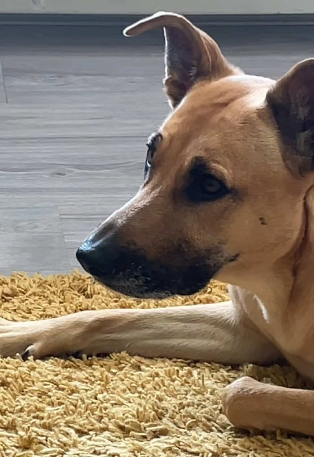 @Roxie the Dog🩷🐶🐾