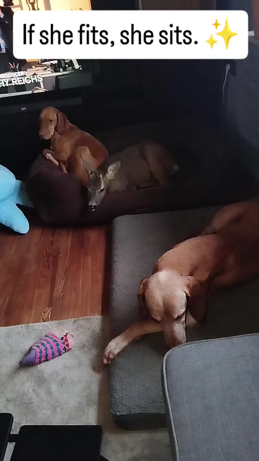 @PeanutundAponi🐶🐾