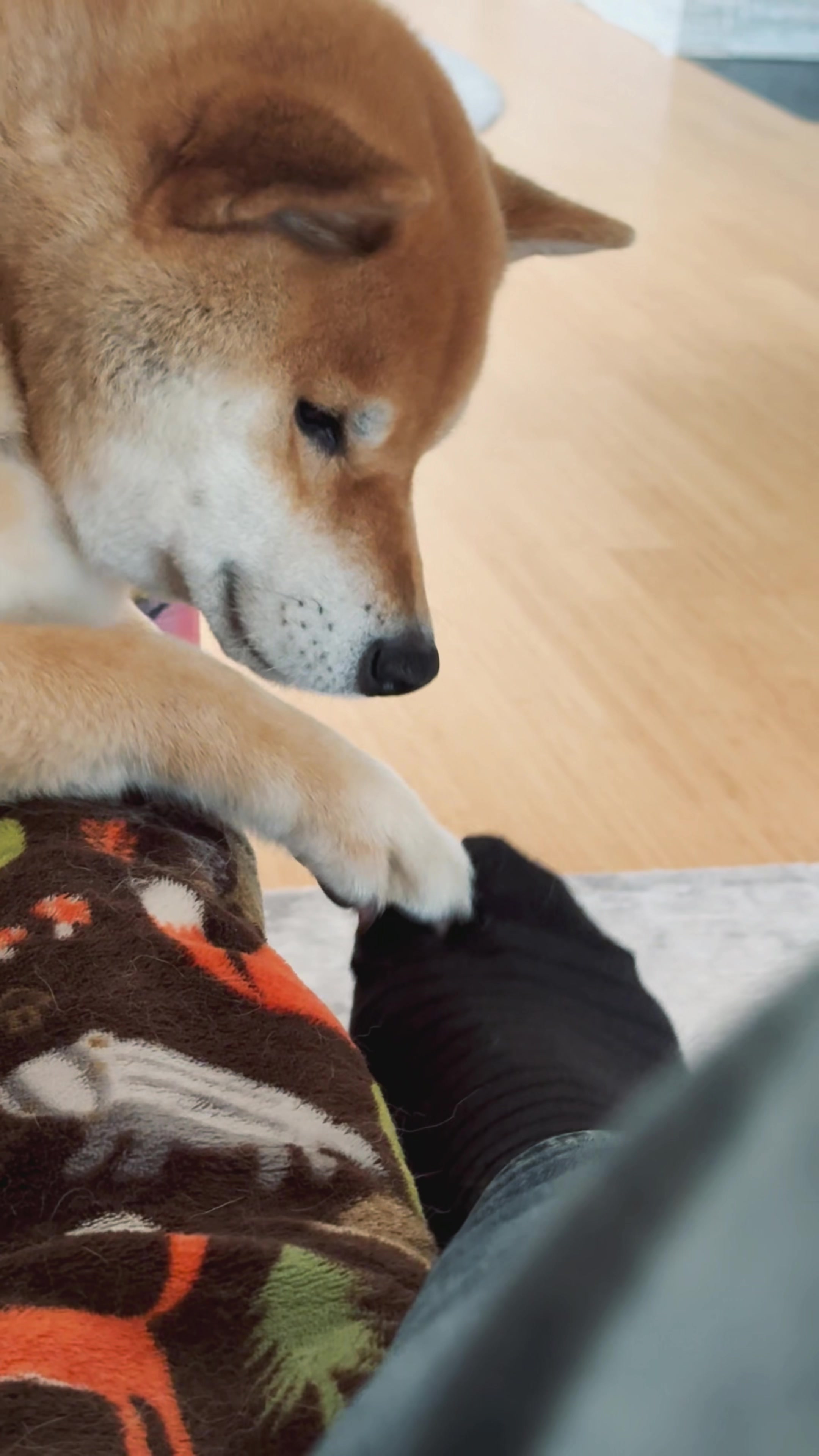 @yoshi.doggyhood