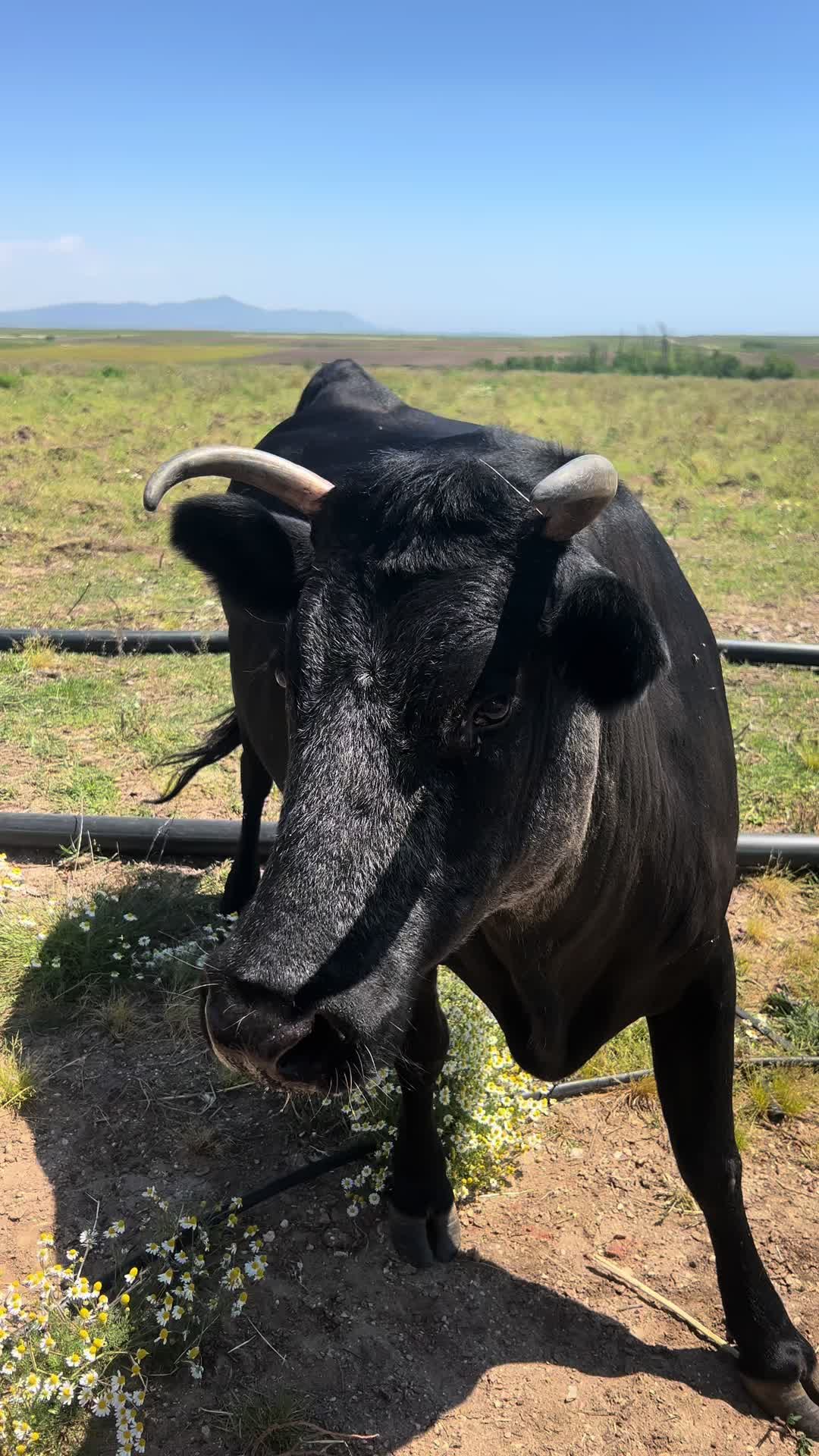 @EVAE FARM