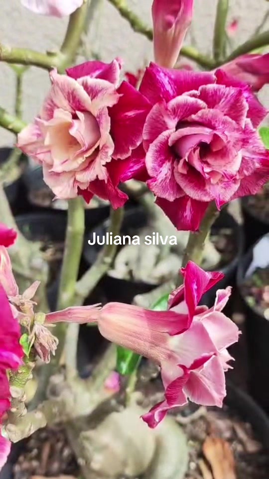 @Juliana silva