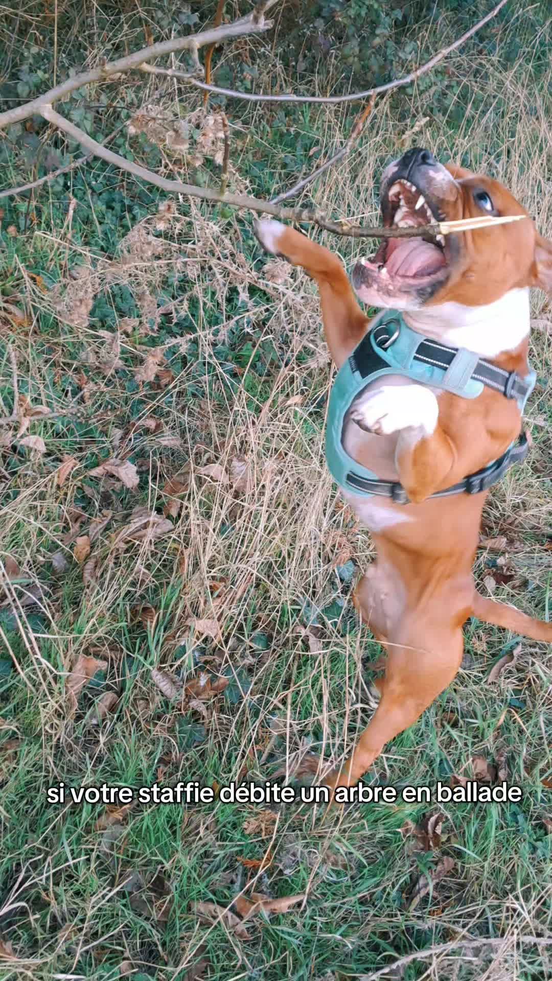 @morty le staffie