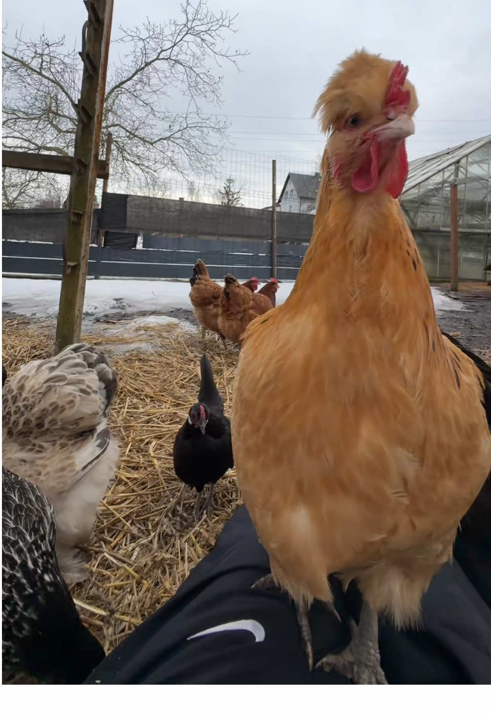 @hens🐔