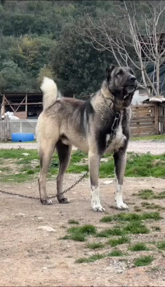 @Regele_kangal👑