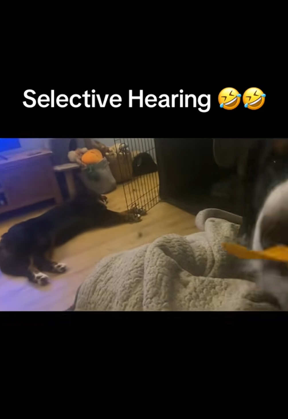 @Bramble, Ivy and Gino