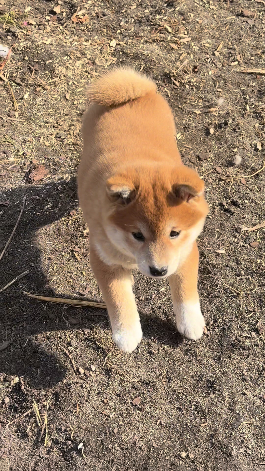 @Shiba GoNanKaiho hodowla FCI
