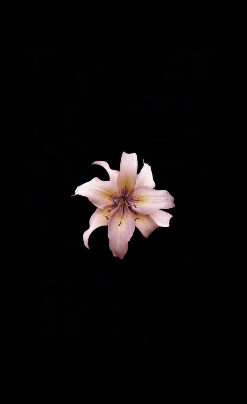 @𝐏𝐨𝐥𝐚'𝐒.𝐬𝐥𝐨𝐩❀