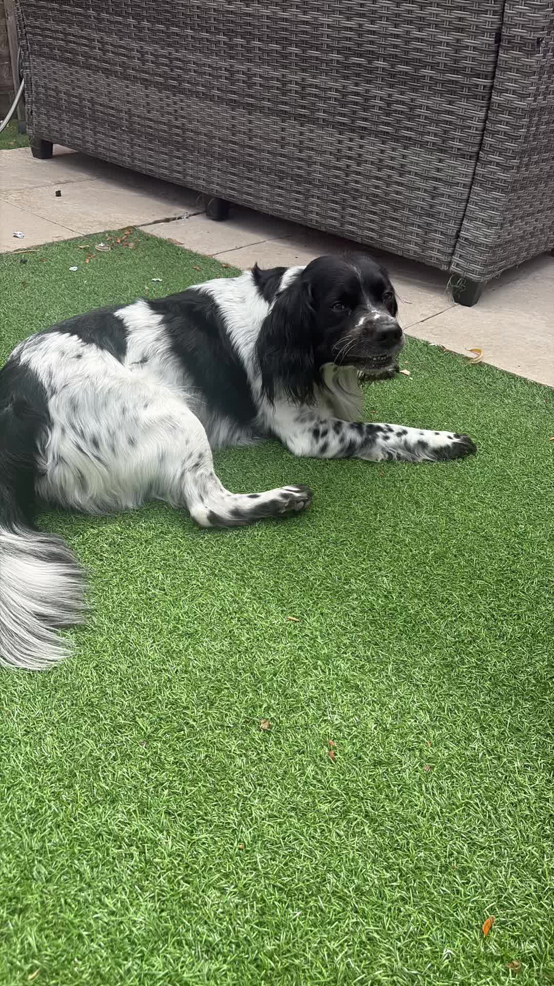 @tswoofwoof.co.uk