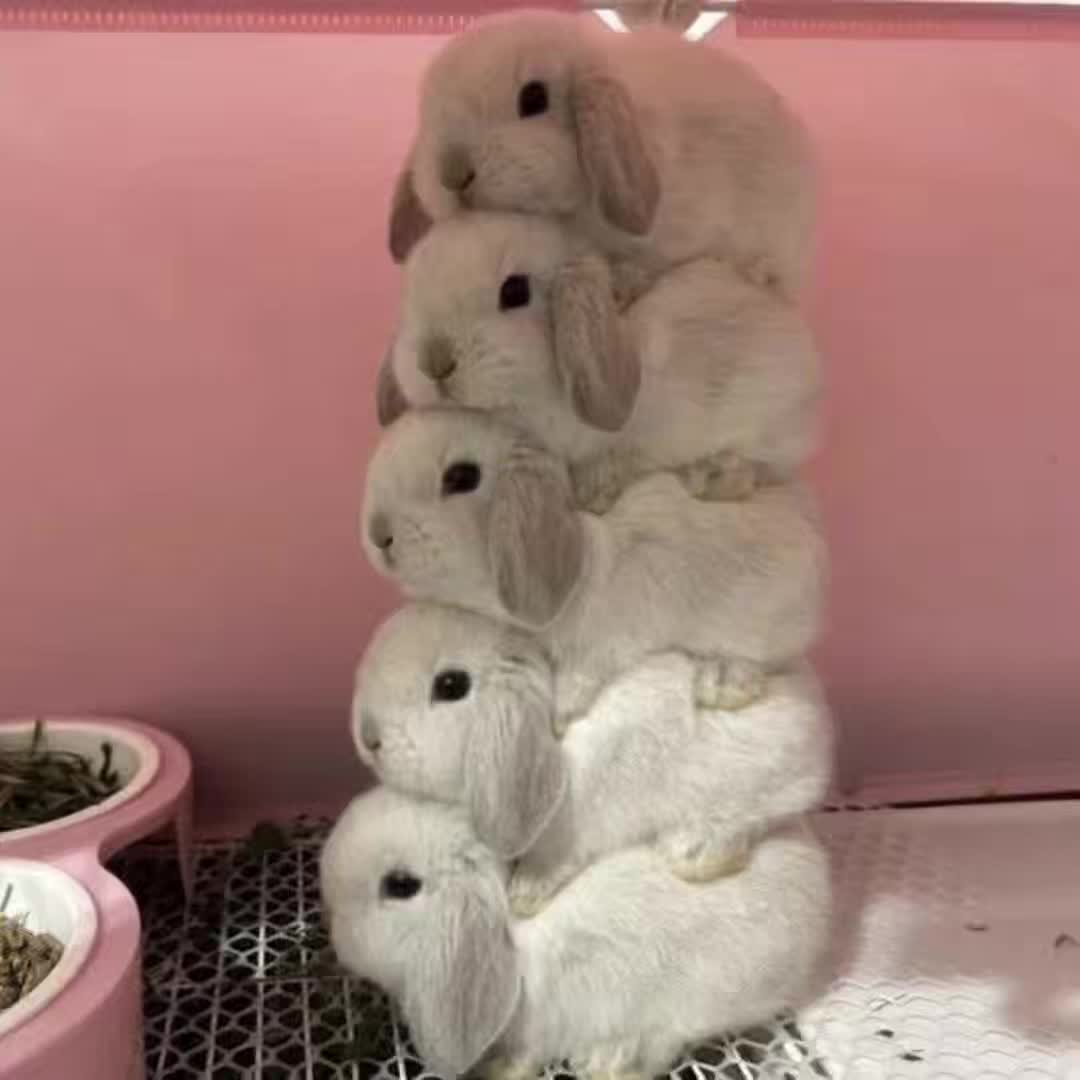 @๐ฟ๐๐๐๐๐๐๐๐๐๐ ๐ฏ .แโธโธ