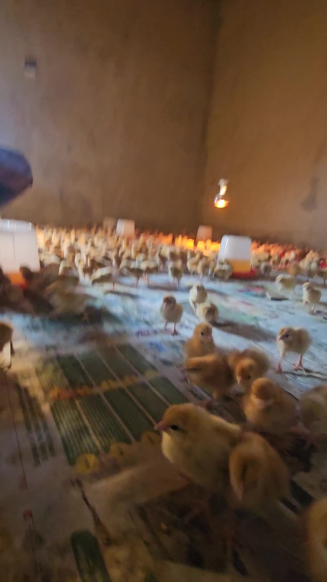 @thetri farms