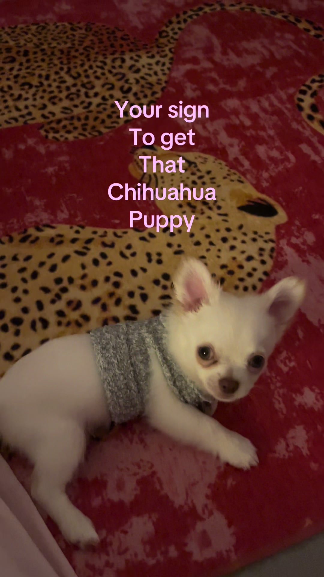 @Coco Chanel🐶