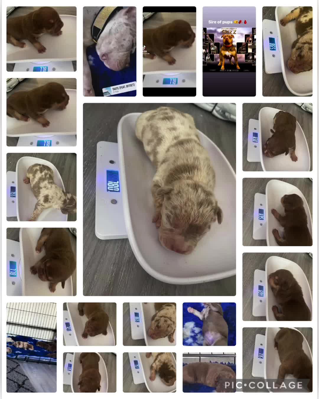 @certidogzuk