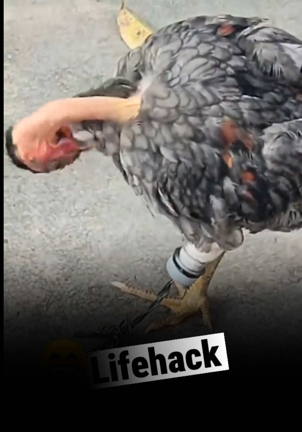 @daebator