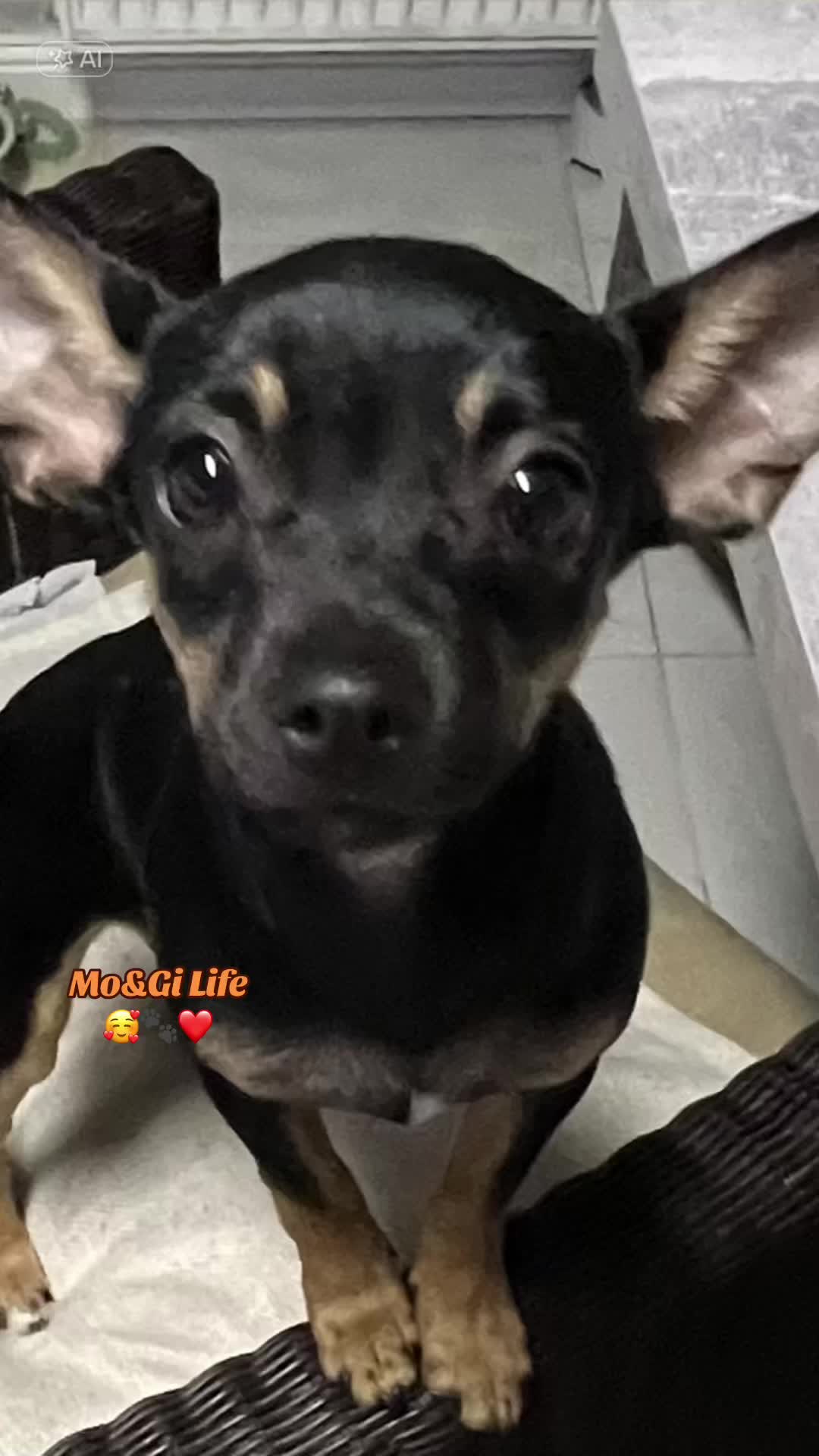 @Mo&Gi Life 🐾❤️🥰