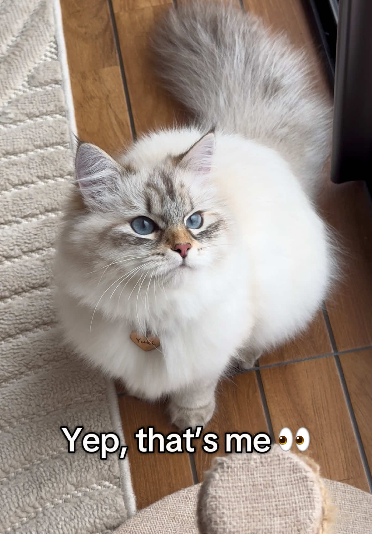 @Siberians Yuki & Aïko