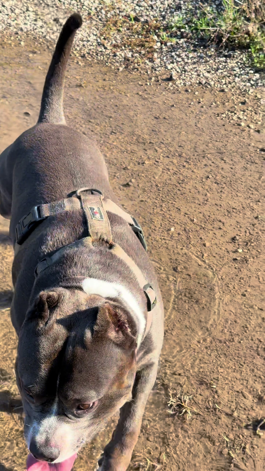 @Iam_ Denver The Bully