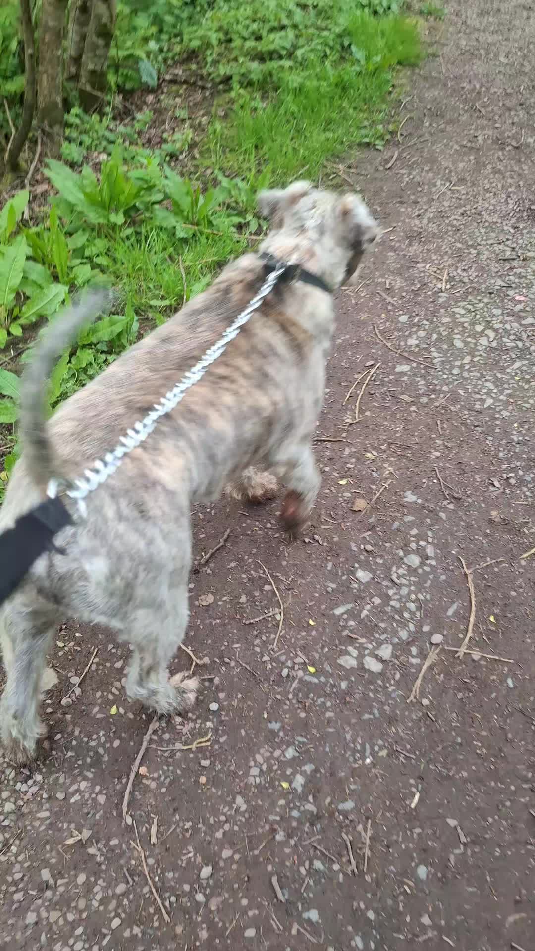 @TOBY THE WHEATEN BULL TERRIER