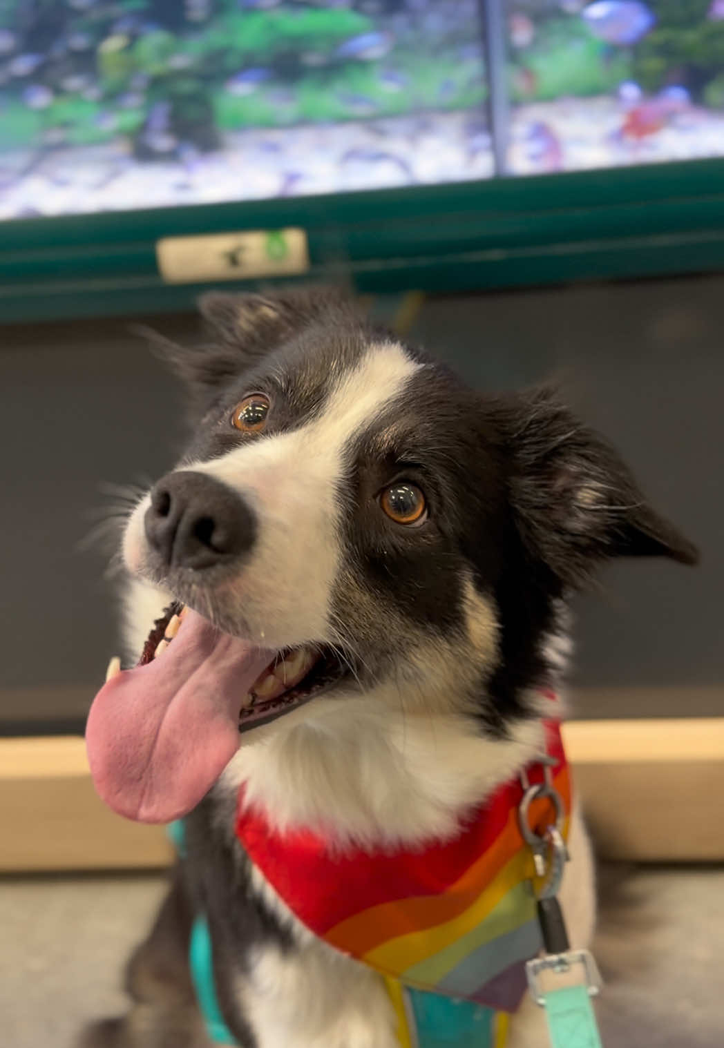@themworkingdogs🏴󠁧󠁢󠁳󠁣󠁴󠁿