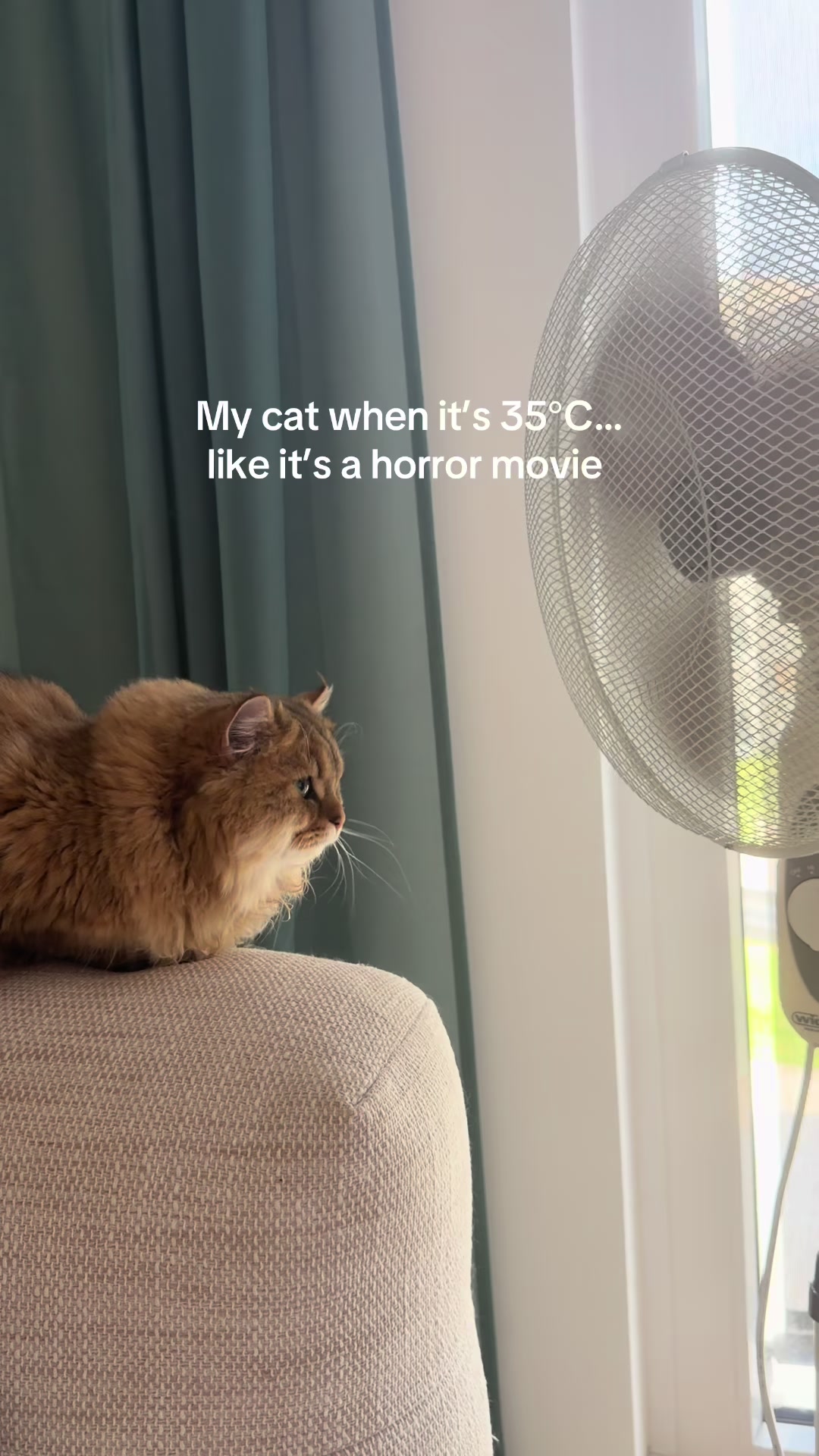 @Tommy the cat