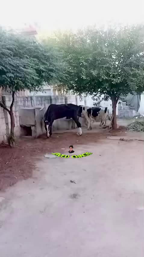 @جاويد چهـاچهـى