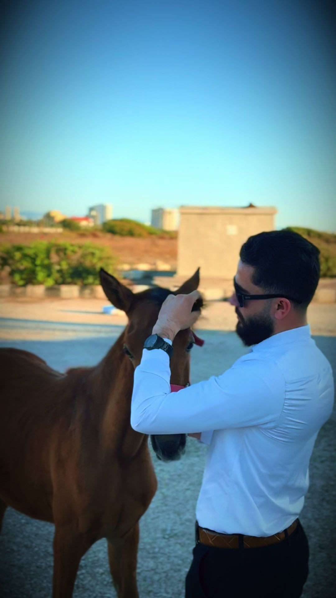 @حميد أبو الشيخ